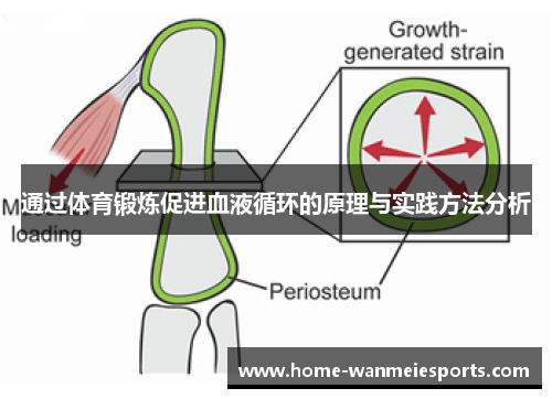 通过体育锻炼促进血液循环的原理与实践方法分析